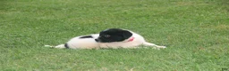 Mixed Breed dogs for sale: Zulu - Ad 3