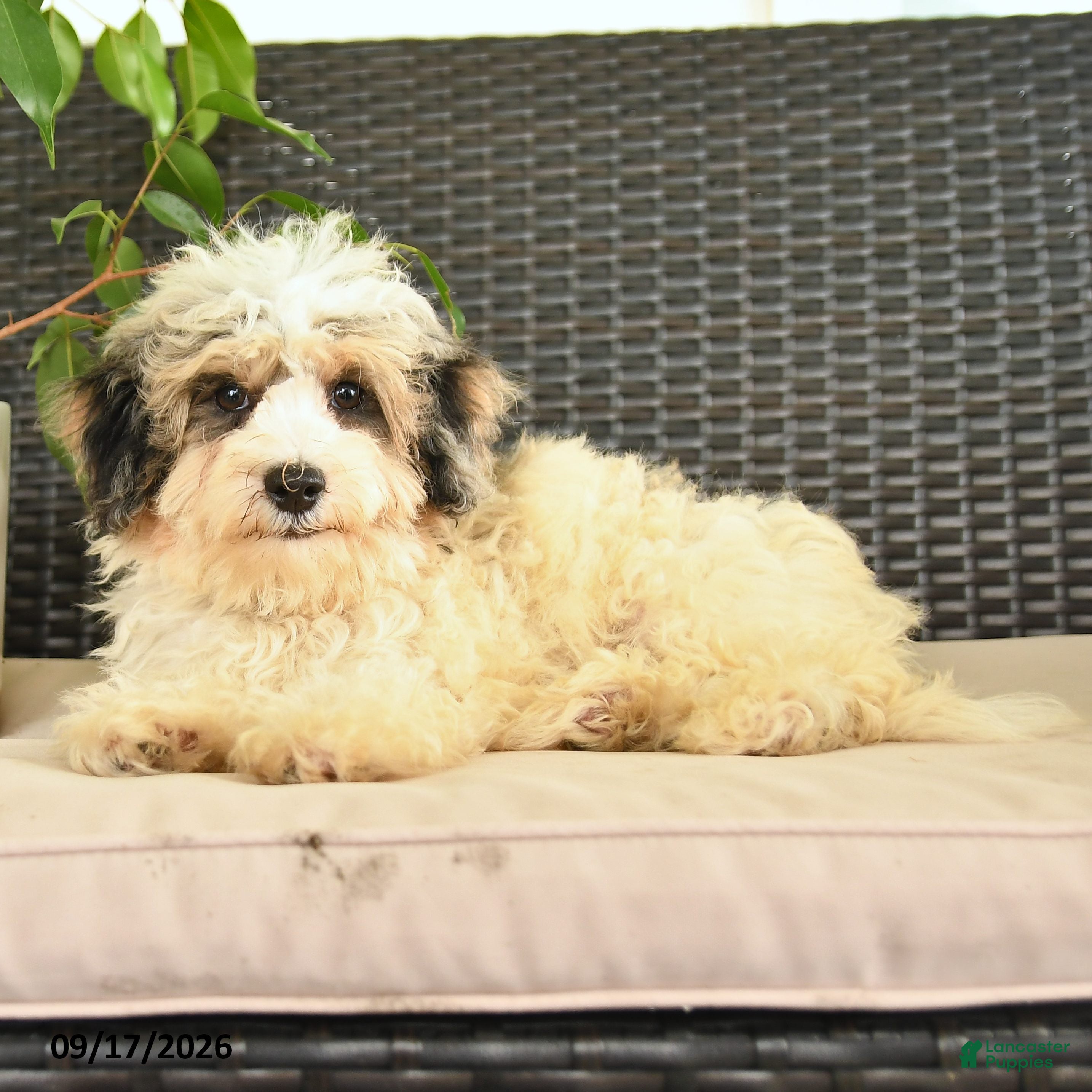 Maltipoo dogs Boomer  - Ad 1