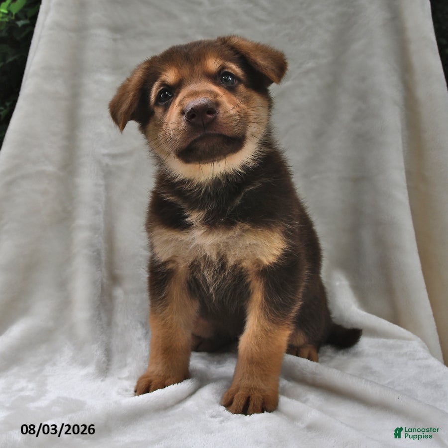 German Shepherd dogs for sale: Cocoa - Ad 2