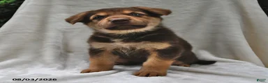 Cocoa