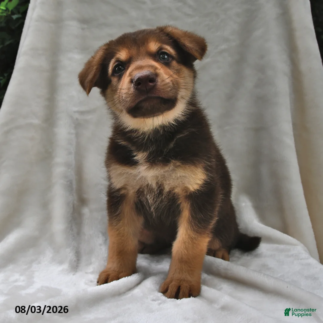 German Shepherd dogs for sale: Cocoa - Ad 1
