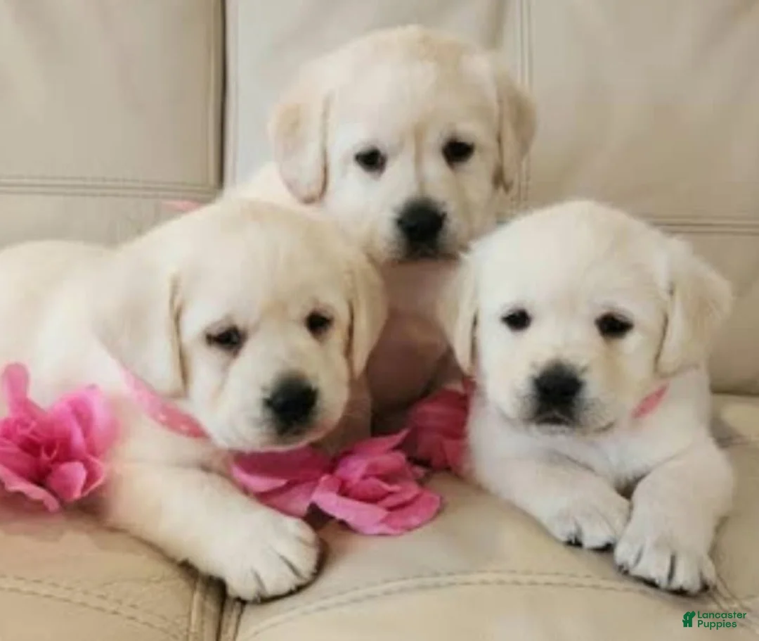 Labrador Retriever dogs for sale: Honey  - Ad 4