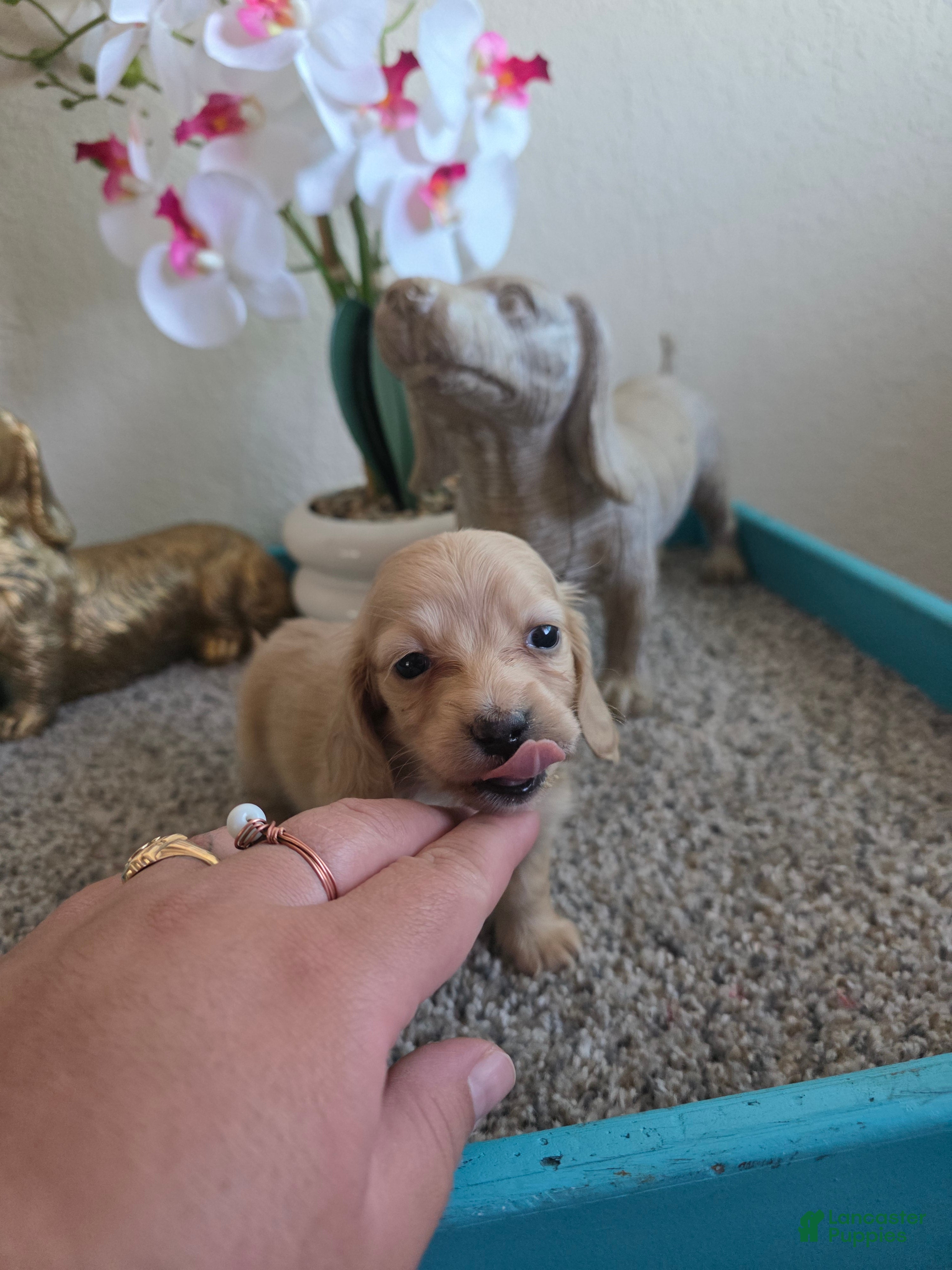 Miniature Dachshund dogs for sale: Daisy - Ad 1
