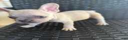 French Bulldog dogs for sale: MJ - Ad 2