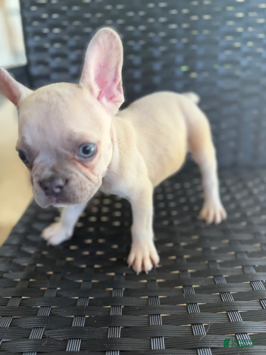 French Bulldog dogs for sale: MJ - Ad 2