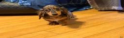 Miniature Dachshund dogs for sale: AKC Russian- Pra clear sale - Ad 26