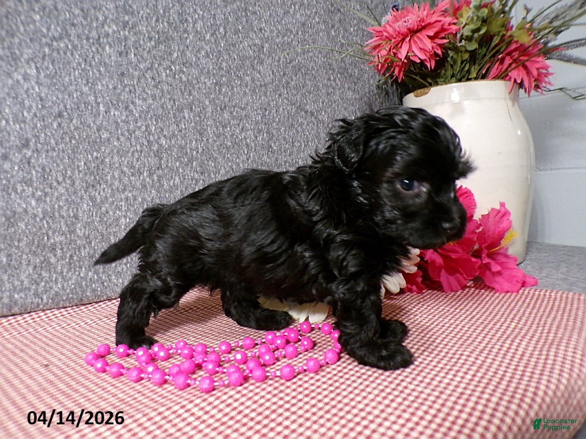 Havapoo dogs Buttons - Ad 2