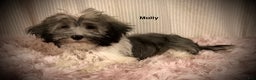 Havanese dogs for sale: AKC Molly's Blue Collar Male - Ad 2