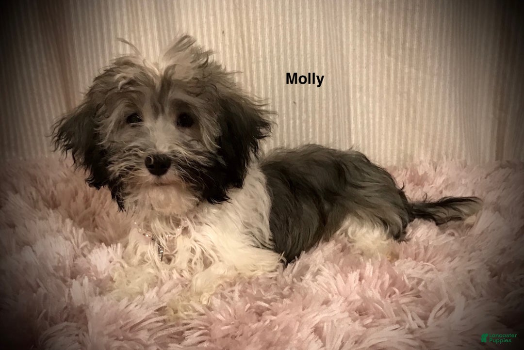 Havanese dogs for sale: AKC Molly's Blue Collar Male - Ad 2