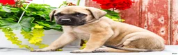 English Mastiff dogs for sale: Morris - Ad 7
