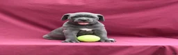 Cane Corso dogs for sale: Brooke - Ad 5