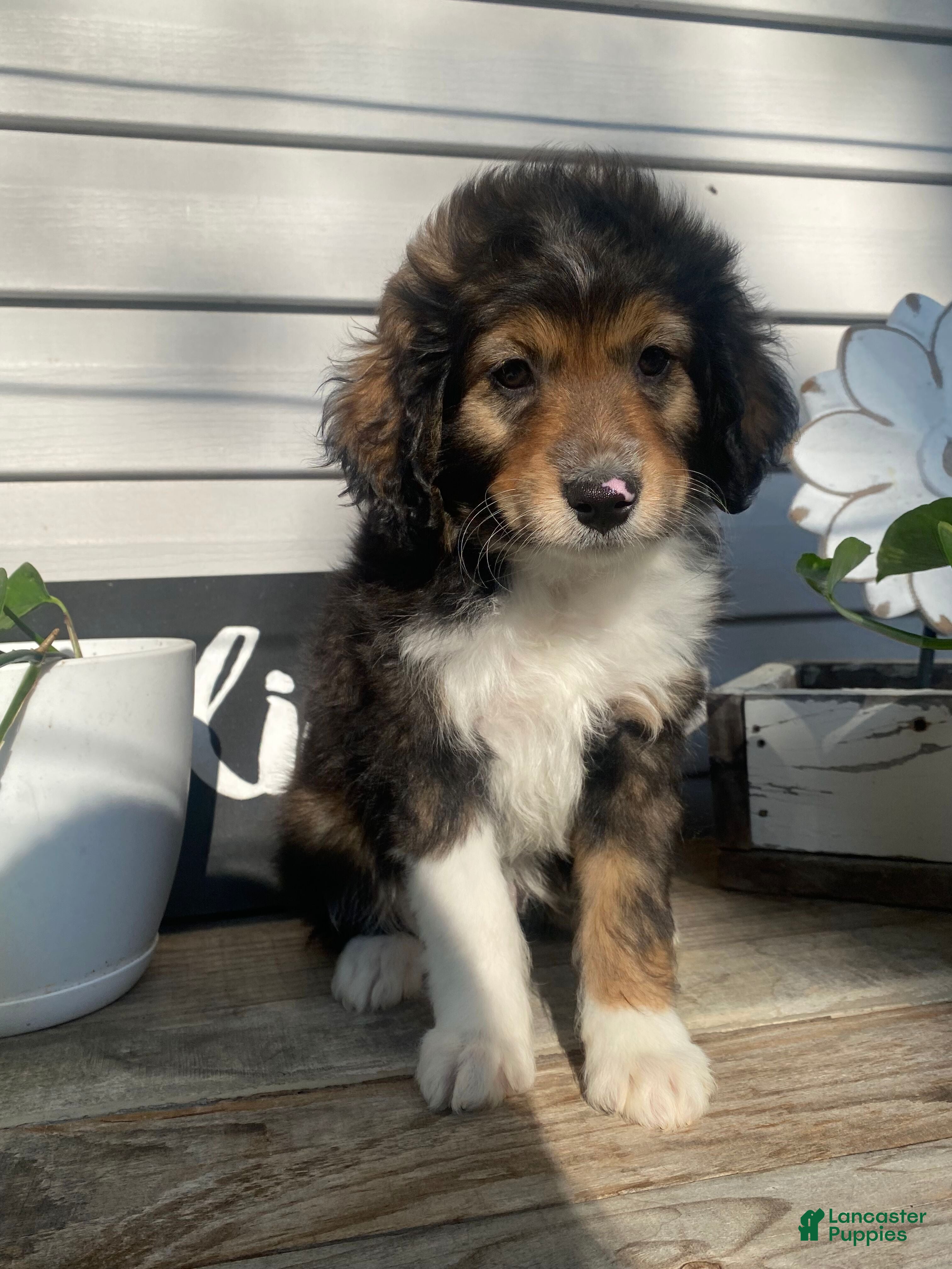 Terrier Mix Mini Australian Shepherd Poodle Mix Puppies For Sale
