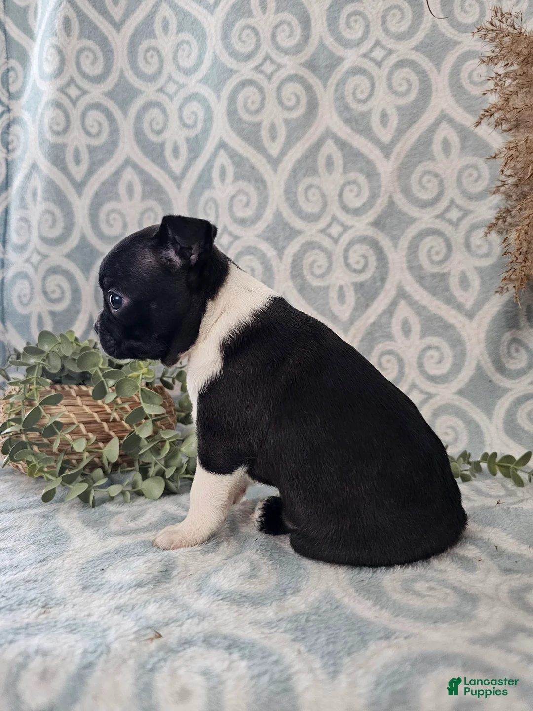 Boston Terrier dogs for sale: Boston Terrier Puppy 2 - Ad 6