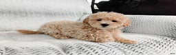 Maltipoo dogs for sale: Anson - Ad 3