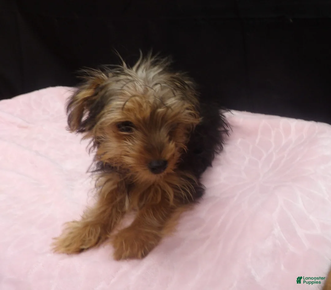 Yorkshire Terrier dogs for sale: Sable  - Ad 1