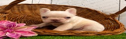 French Bulldog dogs for sale: Dolly - Ad 4
