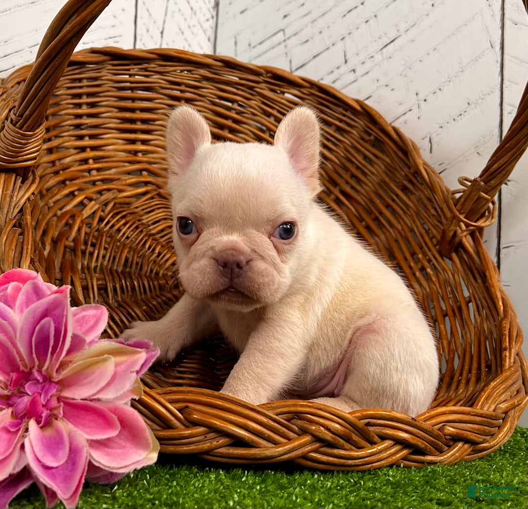French Bulldog dogs for sale: Dolly - Ad 4