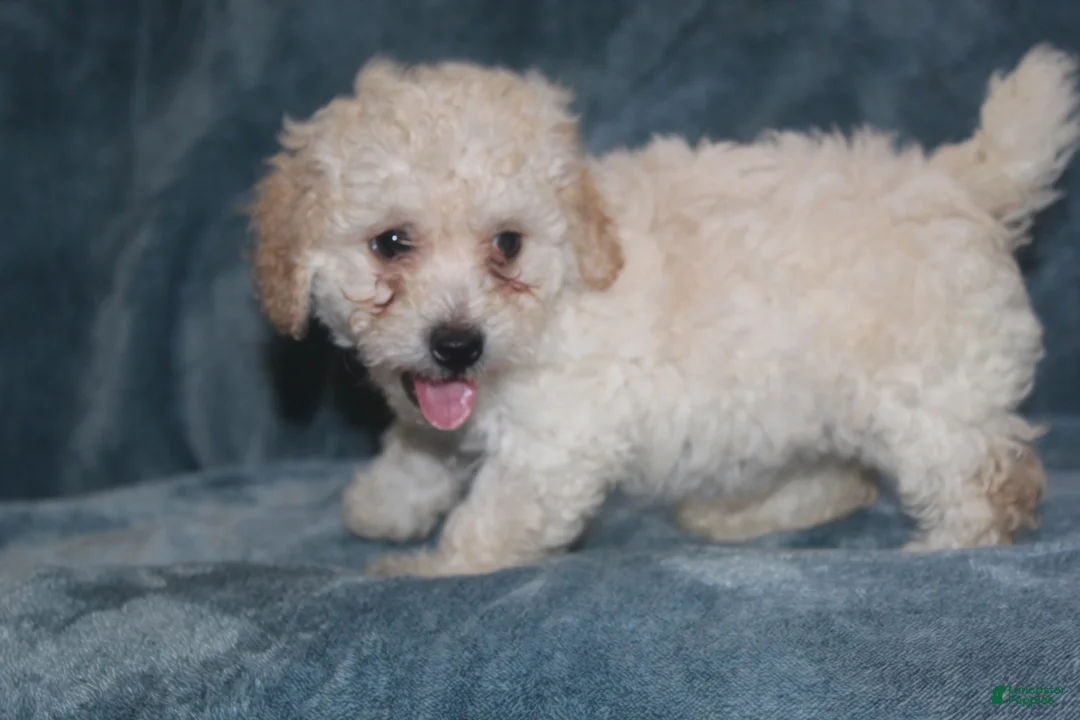 Miniature Poodle dogs for sale: Sky - Ad 2