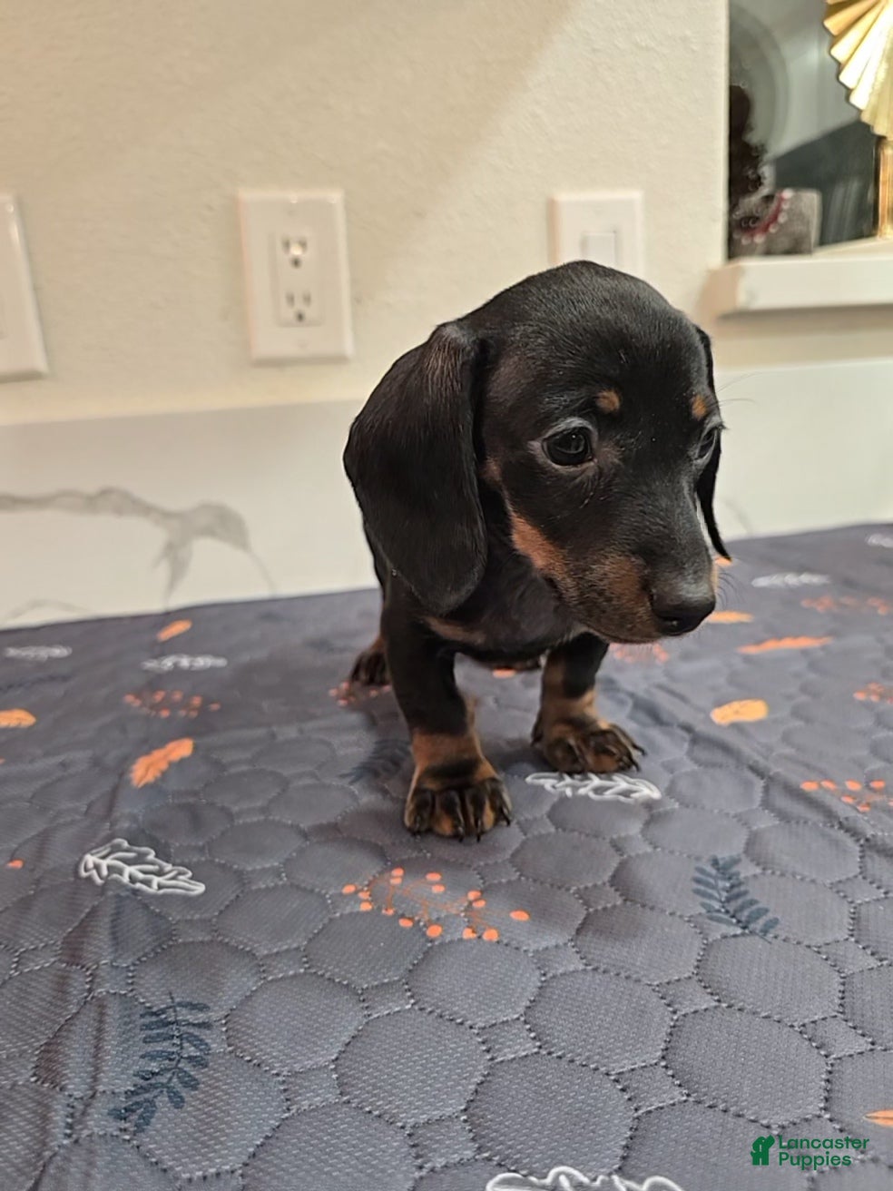 Miniature Dachshund dogs Miniature Dachshund Puppy 5 - Ad 1