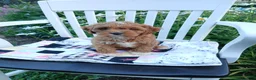 Cavapoo dogs for sale: Jade - Ad 4