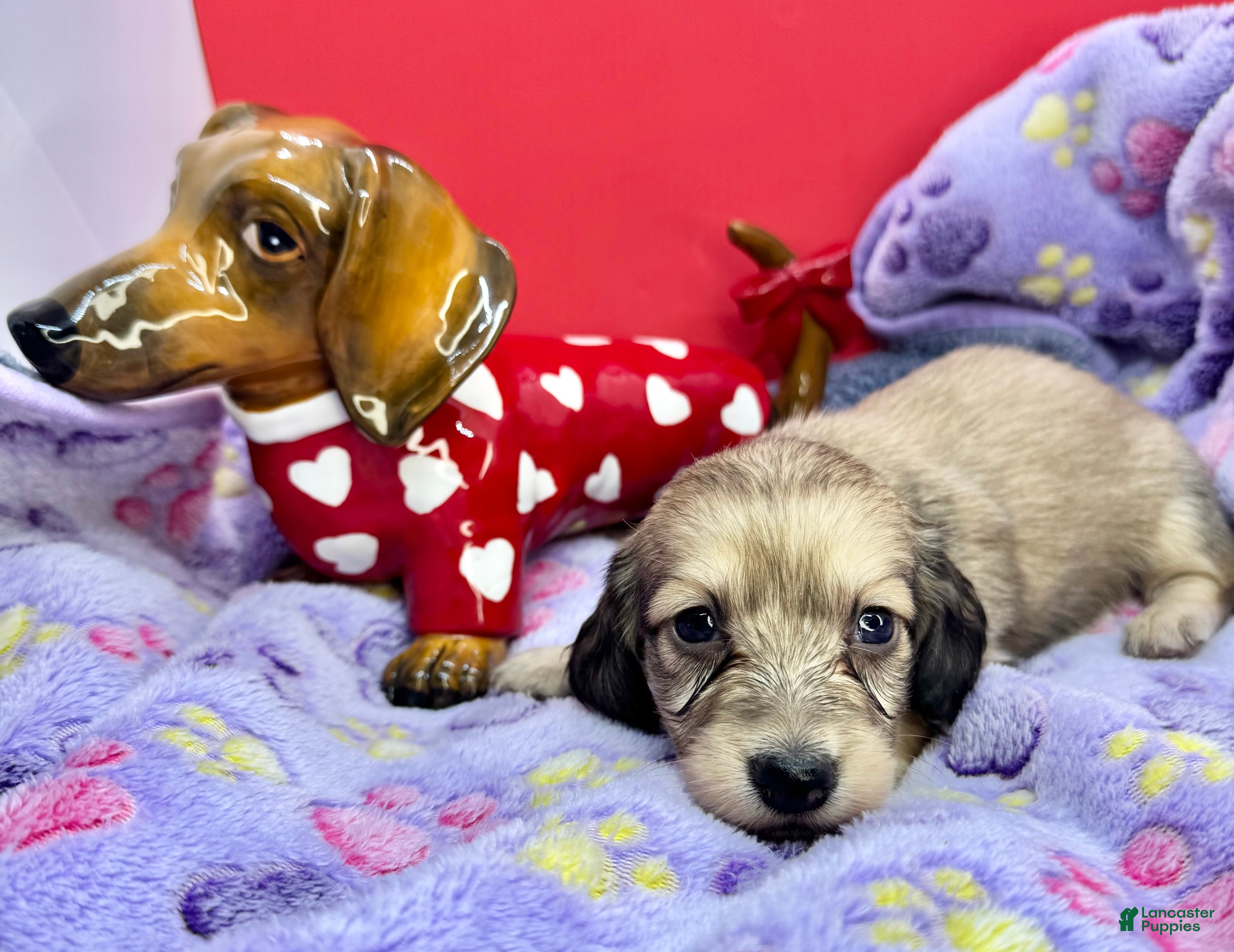 Miniature Dachshund dogs Cream - Ad 31