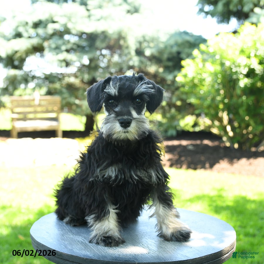 Miniature Schnauzer dogs Jasmine - Ad 1