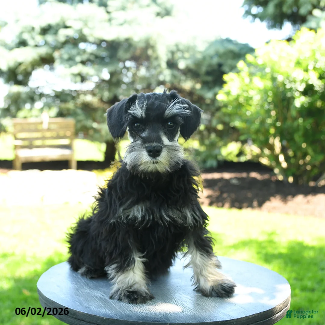 Miniature Schnauzer dogs for sale: Jasmine - Ad 1