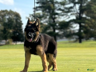 German Shepherd dogs - Ad 8