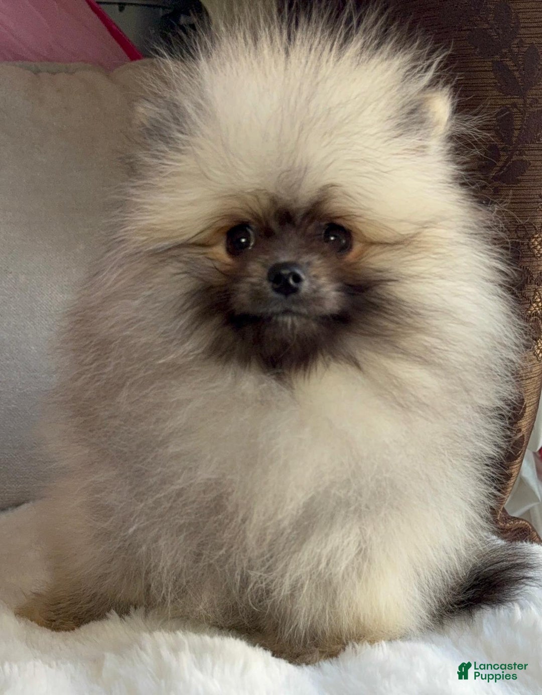 Pomeranian dogs for sale: Pomeranian Puppy victoria  - Ad 3