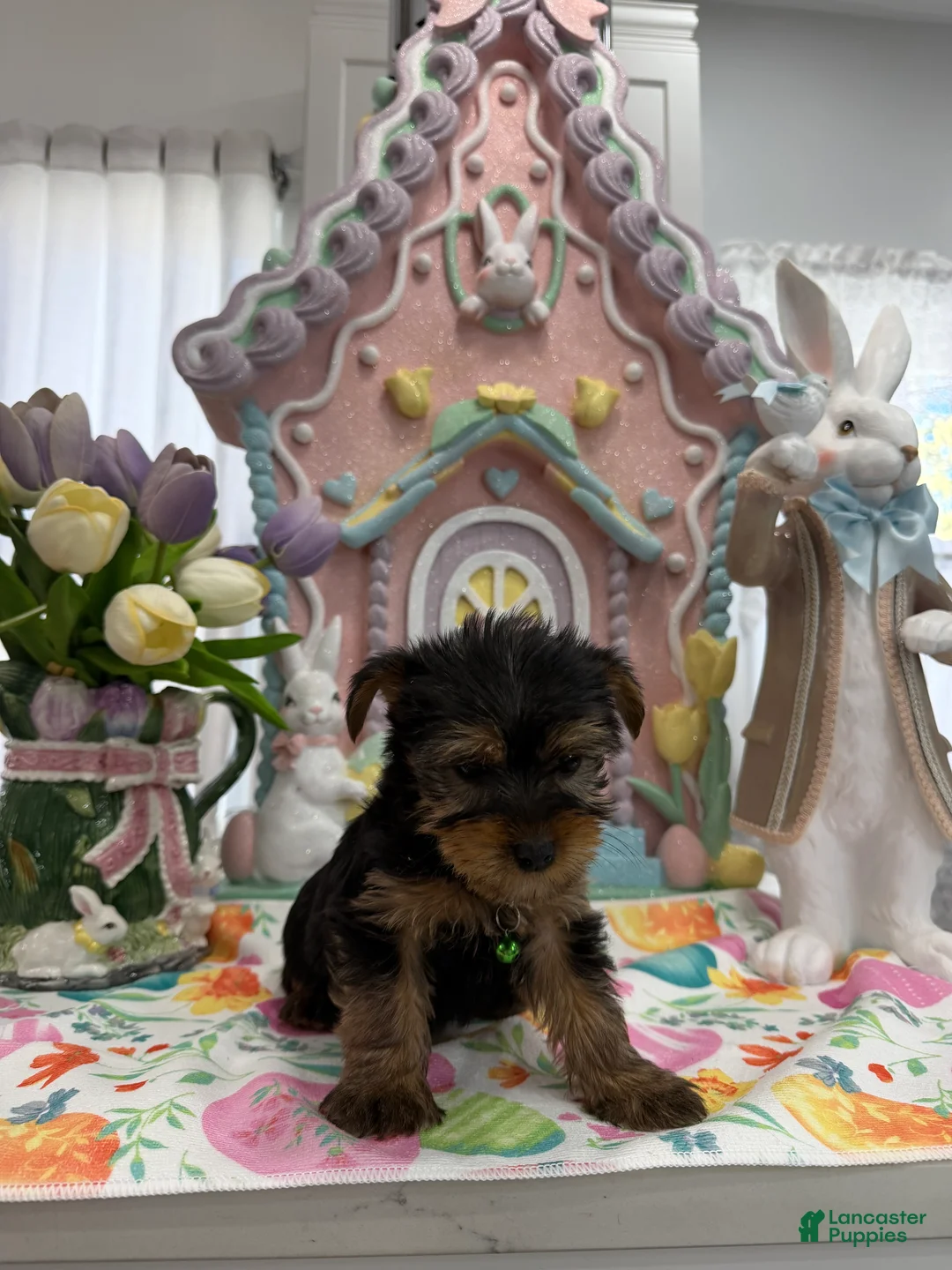 Yorkshire Terrier dogs for sale: Franky - Ad 4