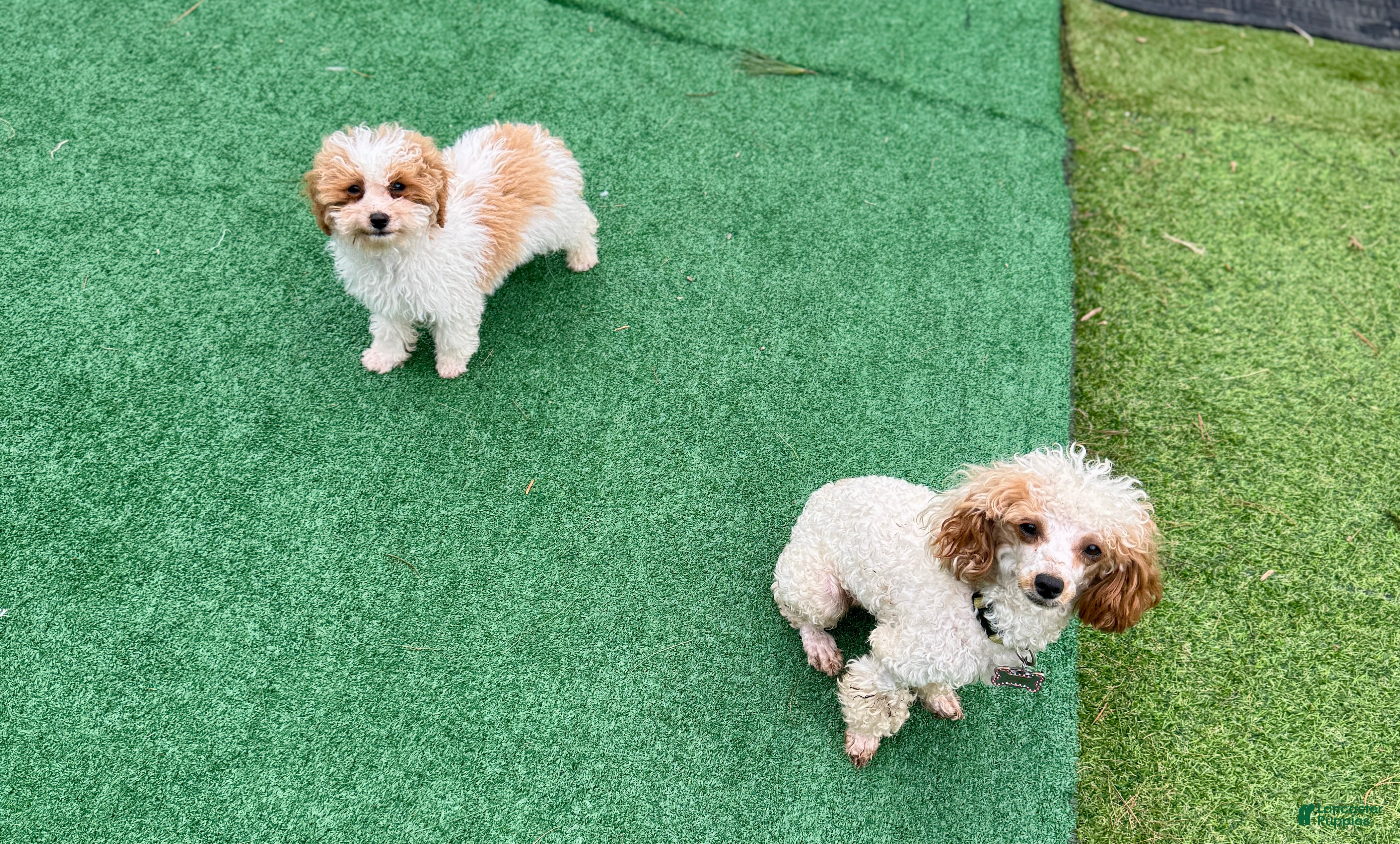 Mixed Breed dogs Biscuit - Ad 2