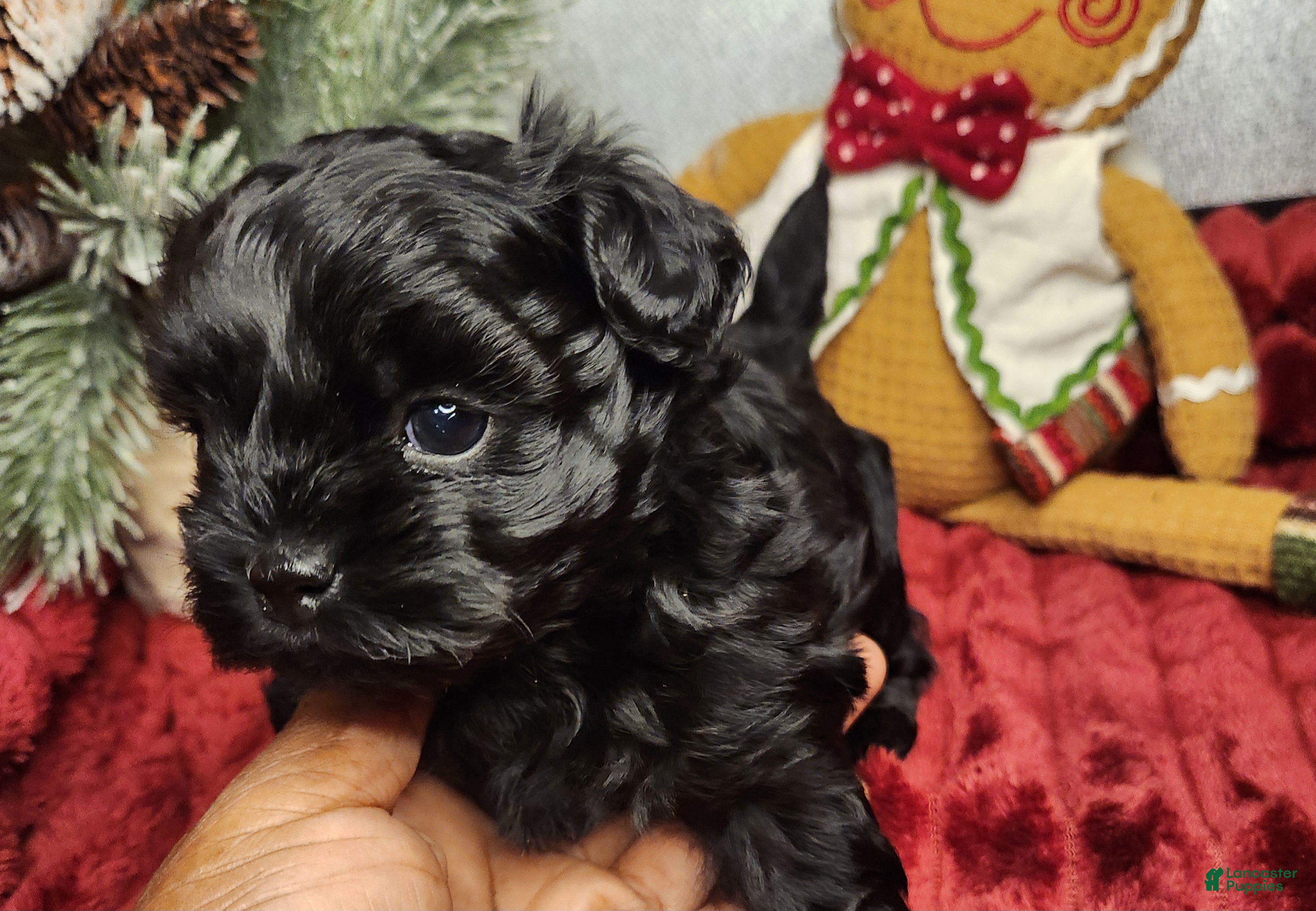 Shihpoo dogs Blue Collar Puppy 5 - Ad 4