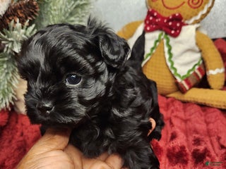 Shihpoo dogs Blue Collar Puppy 5 - Ad 12