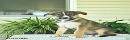 Mixed Breed dogs for sale: Ranger  - Ad 4
