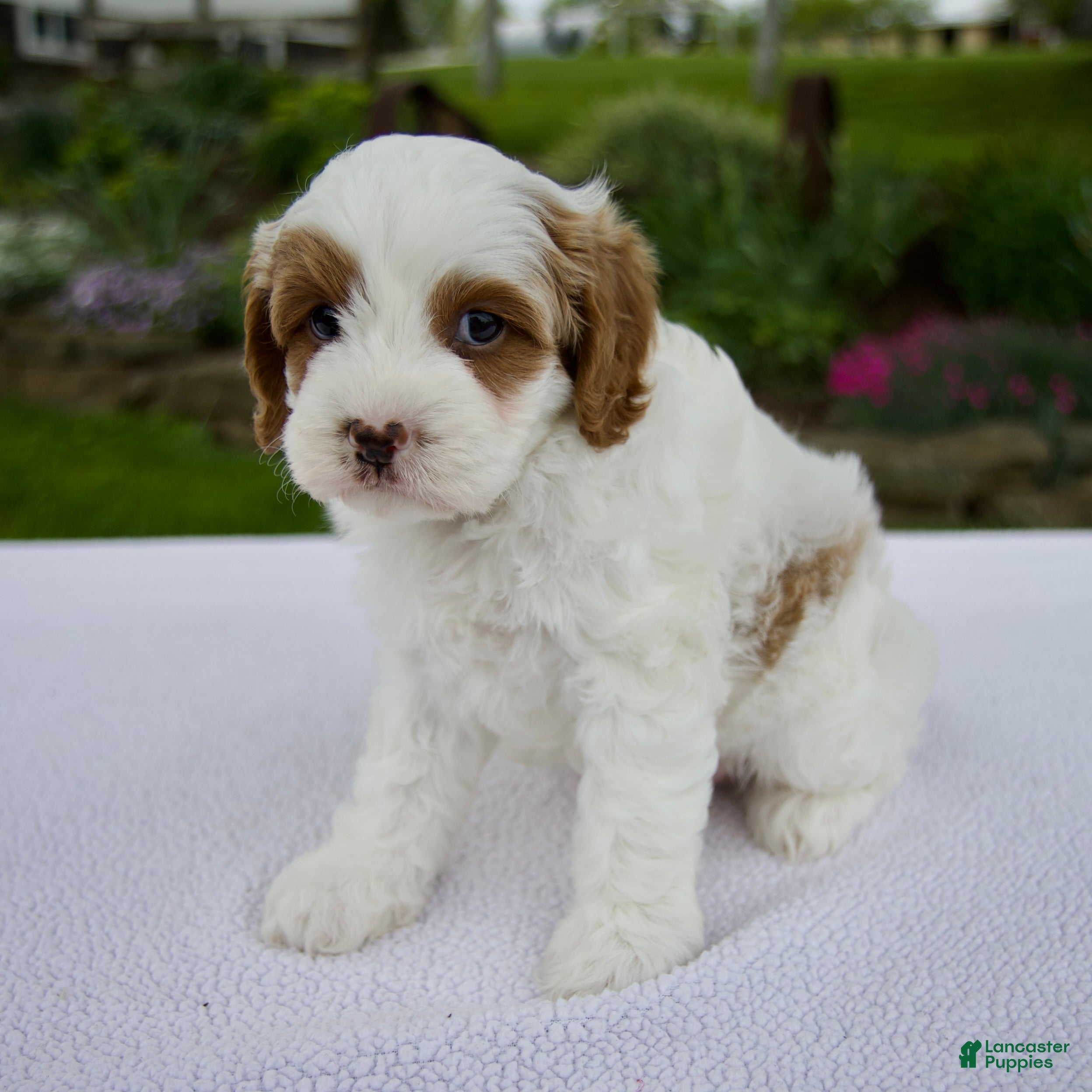 Cavapoo dogs Jack - Ad 1