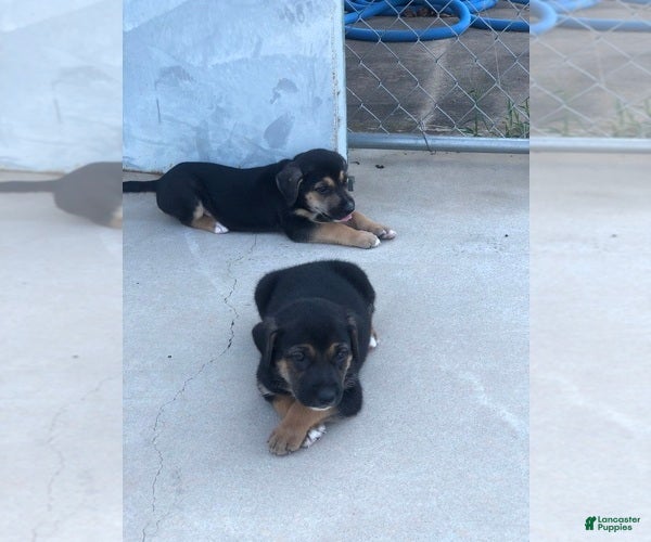 Mixed Breed dogs Boy - Ad 2