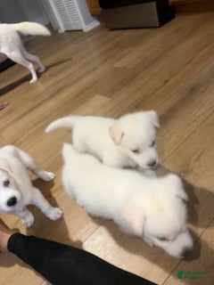 Alaskan Husky dogs Nina - Ad 2