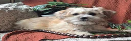Mixed Breed dogs for sale: Teddy  - Ad 3