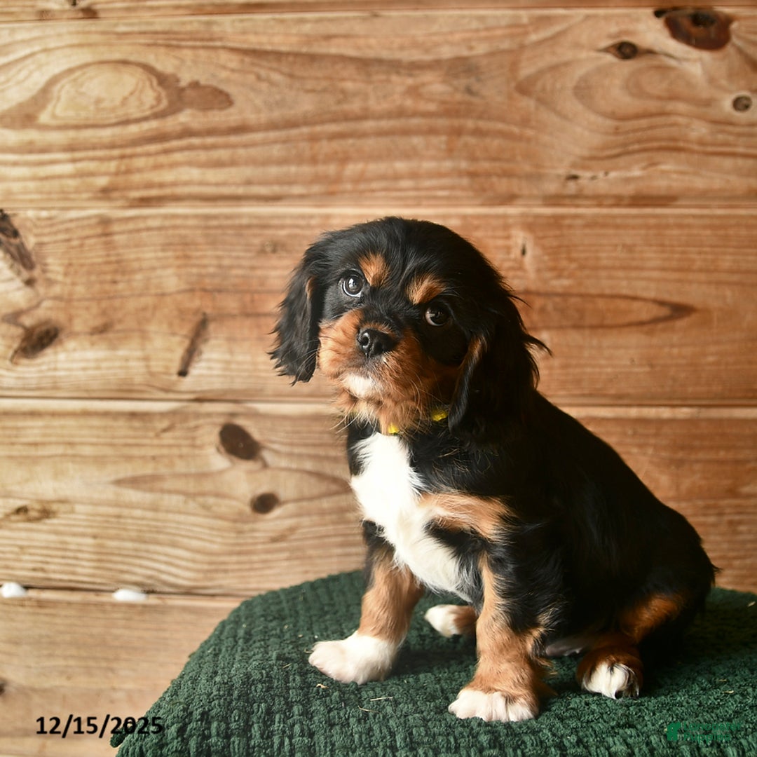 Cavalier King Charles Spaniel dogs for sale: Ollie  - Ad 2