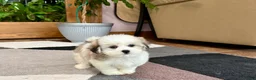 Mixed Breed dogs for sale: Lhasa/Maltese female 2 - Ad 9