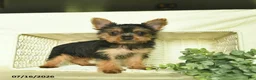 Yorkshire Terrier dogs for sale: Lily  - Ad 4