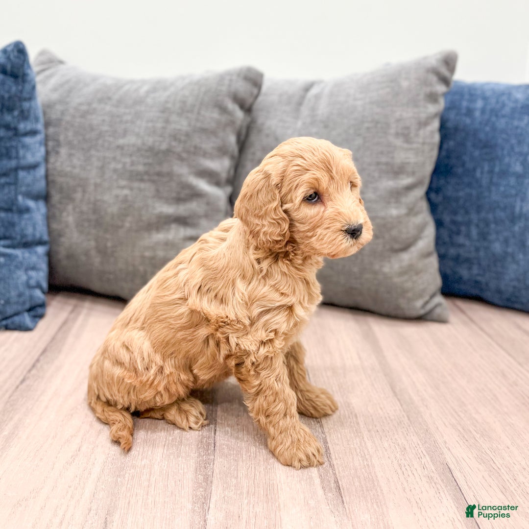 Goldendoodle dogs for sale: Courtney - Ad 5