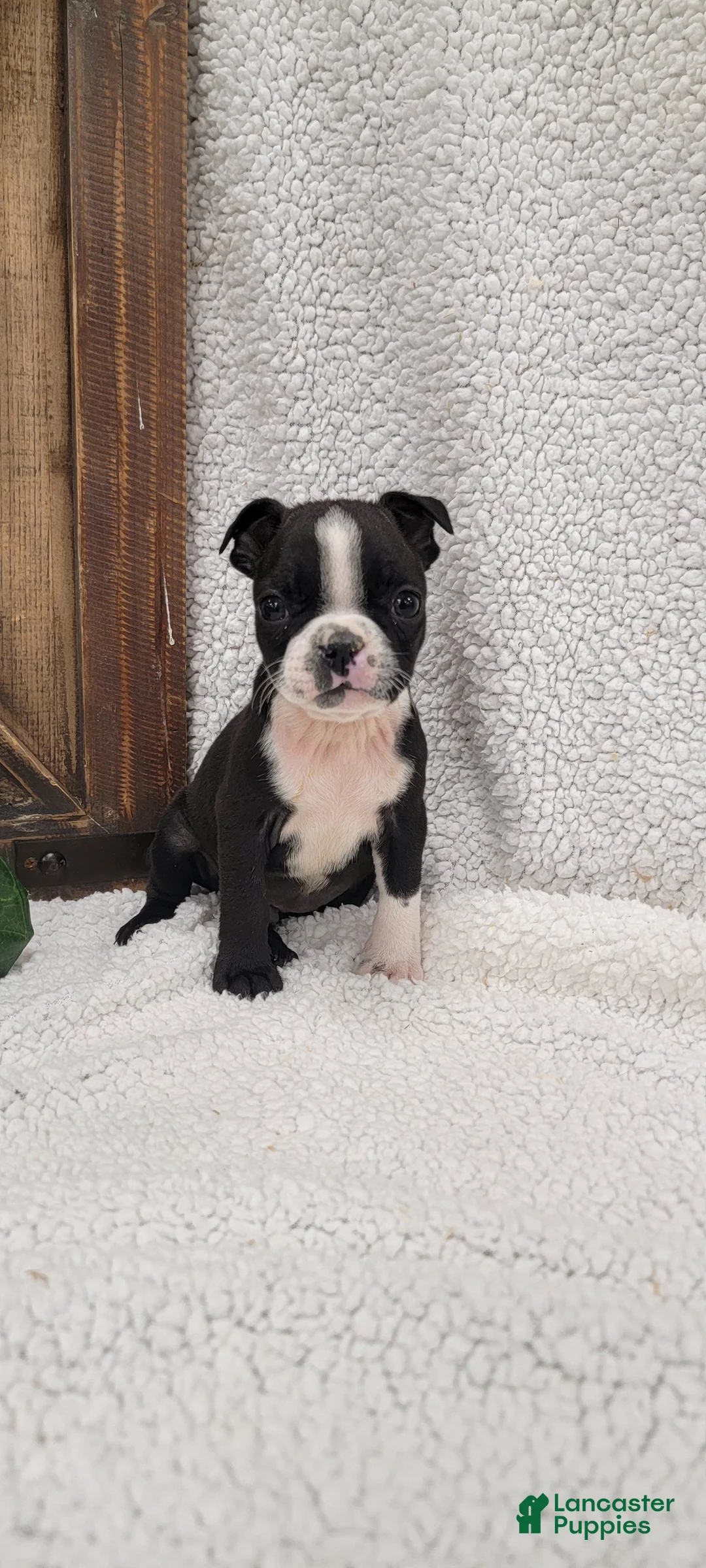 Boston Terrier dogs for sale: Benson - Ad 1