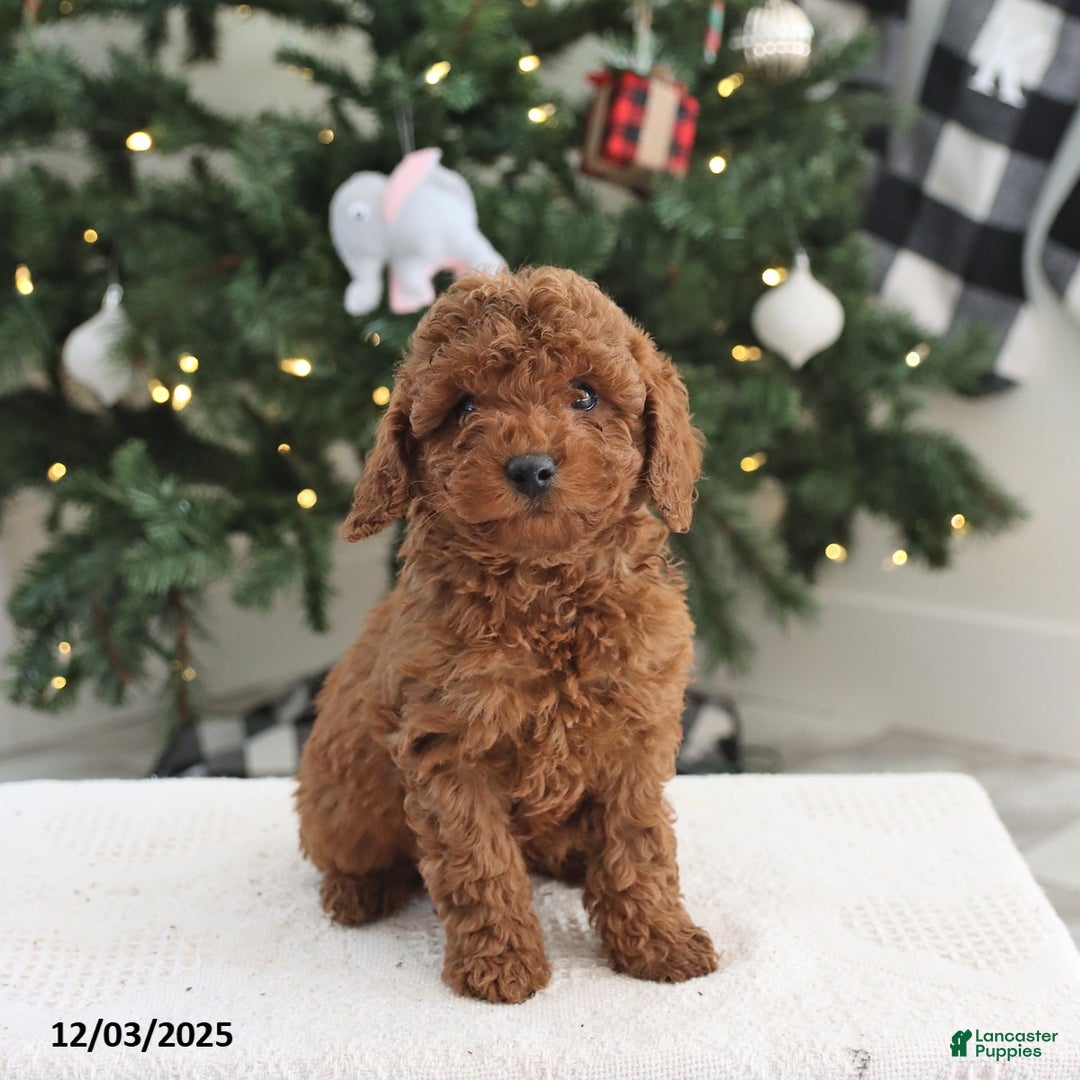 Cockapoo dogs for sale: Ace - Ad 1