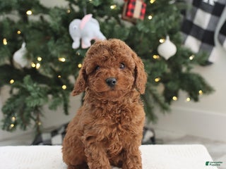 Cockapoo dogs Ace - Ad 5