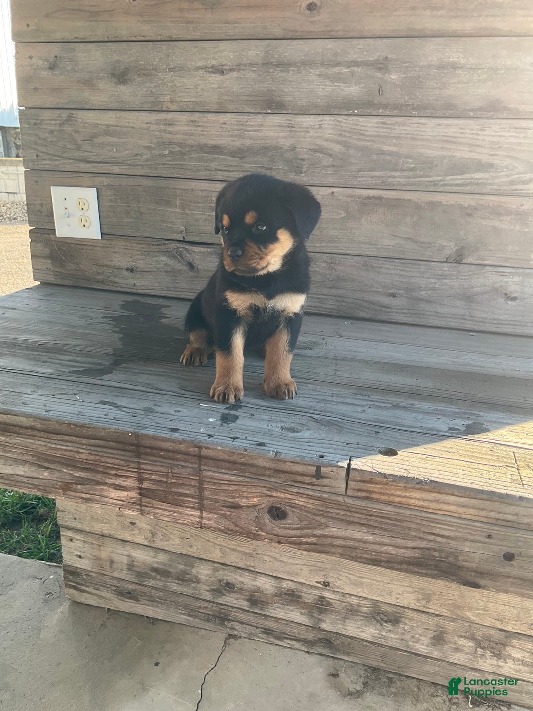 Rottweiler dogs for sale: Chloe  - Ad 8