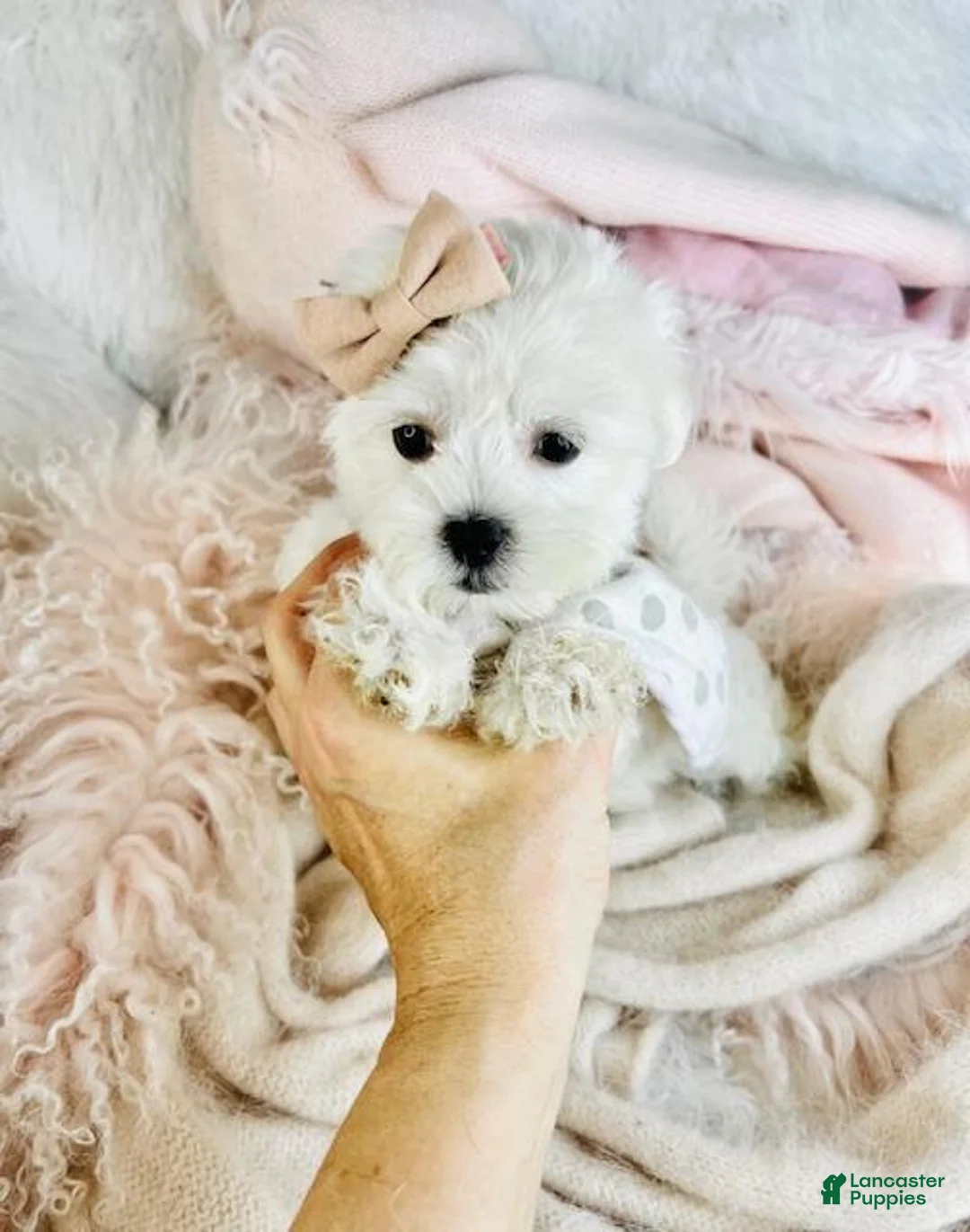Maltese dogs for sale: Maltese Puppy 3 - Ad 1