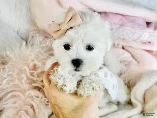 Maltese dogs Maltese Puppy 3 - Ad 5