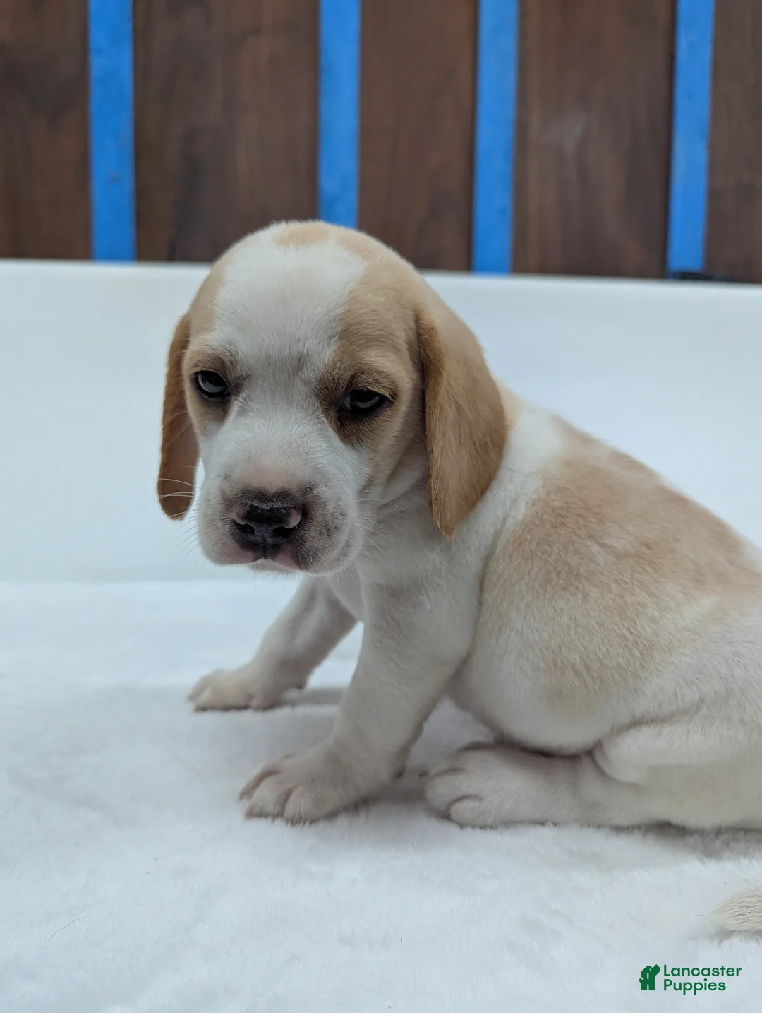 Beagle dogs for sale: Rusty  - Ad 1