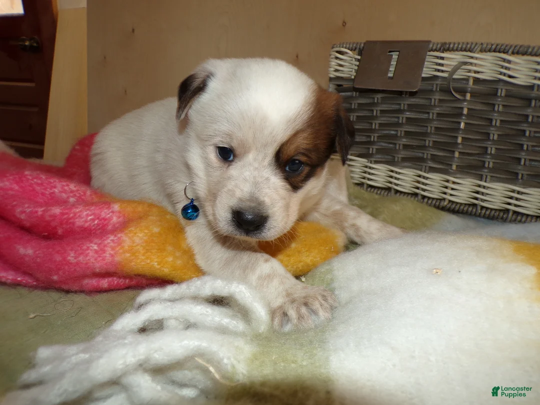 Border Collie dogs for sale: Border Collie Puppy 1 Ronda - Ad 2